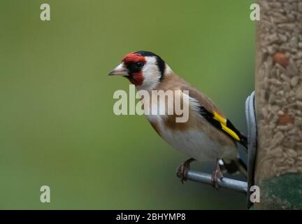 Londres, Royaume-Uni. 28 avril 2020. Une pluie épaisse tombe à Londres, un Goldfinch se trouve sur un oiseau de la charte contre une pelouse verte. Crédit: Malcolm Park/Alay Live News. Banque D'Images