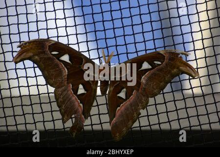 toth atlas d'attacus sur filet de tissu avec ailes blessées et déchirées Banque D'Images