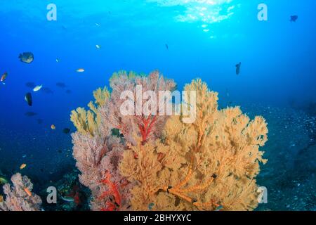 De beaux amateurs de mer multicolores et fragiles sur un récif de corail tropical sain en Asie Banque D'Images