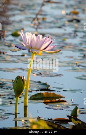 Le magnifique coucher de soleil illumine les nénuphars blancs et violets dans la zone humide du Saint-Laurent du Queensland central en Australie. Banque D'Images