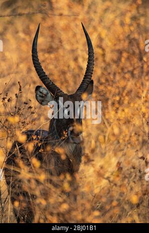 Waterbuck (Kobus ellipsiprymnus). Réserve de jeu Timbavati, Afrique du Sud Banque D'Images