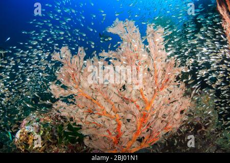 Beaux coraux durs et doux entourés de poissons tropicaux sur un récif tropical coloré et sain en Thaïlande Banque D'Images