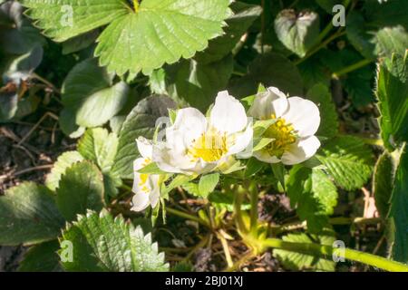 Image détaillée des fleurs d'une plante de fraise (Fragaria × ananassa) Banque D'Images