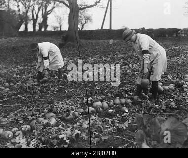 Girls on national service on the Duke of Westminster's Estate at Eaton Park , Chester - Lopping la récolte - 17 novembre 1917 Banque D'Images