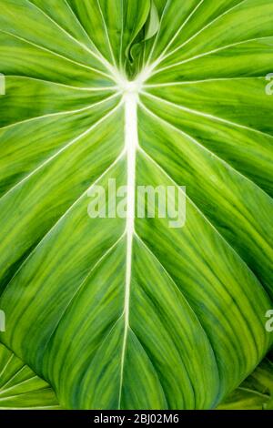 Des philodendrons verdoyants qui poussent de manière prolifique dans un jardin planté à Port Douglas, dans l'Extrême-Nord du Queensland, en Australie. Banque D'Images