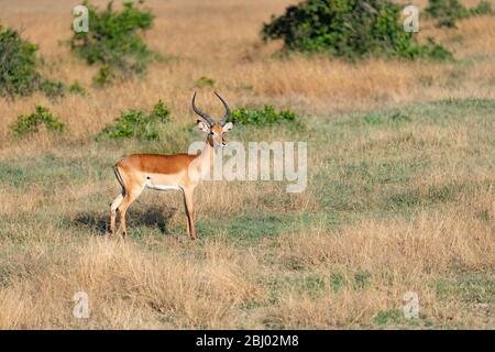 Alerte impala avec de magnifiques cornes regardant la caméra à Masai Mara, Kenya Banque D'Images