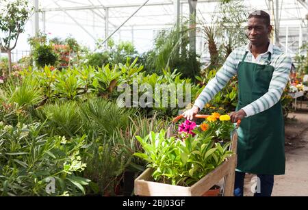 African American vendeuse de fleurs Panier de transport avec des plantes ornementales en pot, la préparation de commande pour livraison de fleurs dans sa boutique de fleurs Banque D'Images