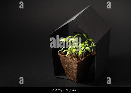 Près d'une plante dans la saleté sous un toit noir en forme de maison sur noir Banque D'Images