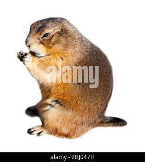 Chien de prairie à queue noire (Cynomys ludovicianus). Isolé sur fond blanc Banque D'Images