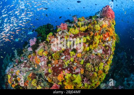 Beaux coraux durs et doux entourés de poissons tropicaux sur un récif tropical coloré et sain en Thaïlande Banque D'Images