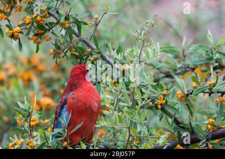 Rosella, cramoisi sauvage, mange des baies d'un arbre dans une cour arrière en Australie Banque D'Images