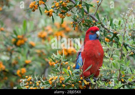 Rosella, cramoisi sauvage, mange des baies d'un arbre dans une cour arrière en Australie Banque D'Images