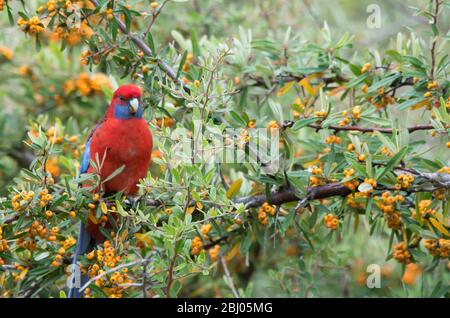 Rosella, cramoisi sauvage, mange des baies d'un arbre dans une cour arrière en Australie Banque D'Images