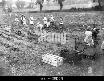 Récolte de fraises - femmes travaillant dans les champs cueillant des fraises avec leurs enfants, certaines dans des landaus - . - 1934 Banque D'Images