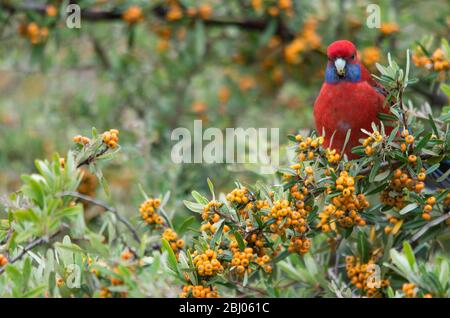Rosella, cramoisi sauvage, mange des baies d'un arbre dans une cour arrière en Australie Banque D'Images