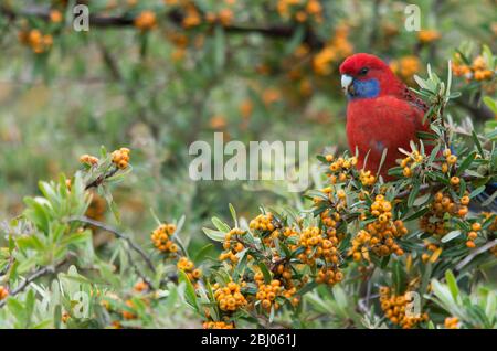 Rosella, cramoisi sauvage, mange des baies d'un arbre dans une cour arrière en Australie Banque D'Images