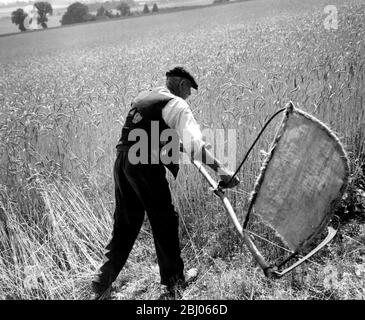 Homme coupant le maïs avec une bouc - récolte à la main. L'image montre Fred Goldup, âgé de 72 ans, travaillant sur une ferme près de Shoreham, Kent, se rendant avec sa maison a fait le bender et le scythe pour que le reaper commence sur ce champ de blé. - 5 août 1947 Banque D'Images