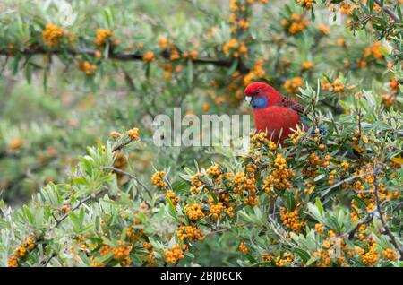 Rosella, cramoisi sauvage, mange des baies d'un arbre dans une cour arrière en Australie Banque D'Images