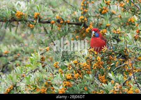 Rosella, cramoisi sauvage, mange des baies d'un arbre dans une cour arrière en Australie Banque D'Images