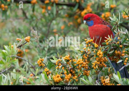 Rosella, cramoisi sauvage, mange des baies d'un arbre dans une cour arrière en Australie Banque D'Images