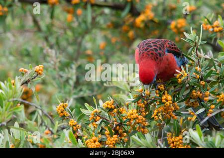 Rosella, cramoisi sauvage, mange des baies d'un arbre dans une cour arrière en Australie Banque D'Images