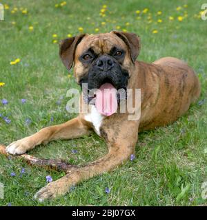 Chien allemand de Boxer avec jouet en bâton, allongé dans la prairie de fleurs, à la recherche. Banque D'Images