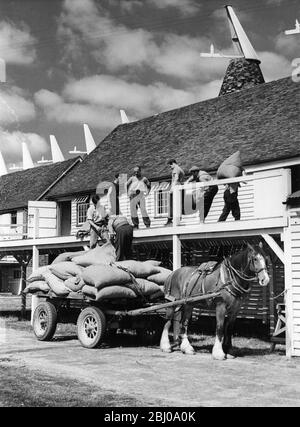 Le ramassage à bord du bus à Kent commence tôt. - une vue des hommes chargeant des sacs de houblon dans un cheval d'attente et une voiturette qui ont été séchés dans les maisons d'Oast derrière. - 28 août 1959 - Kent, Angleterre Banque D'Images