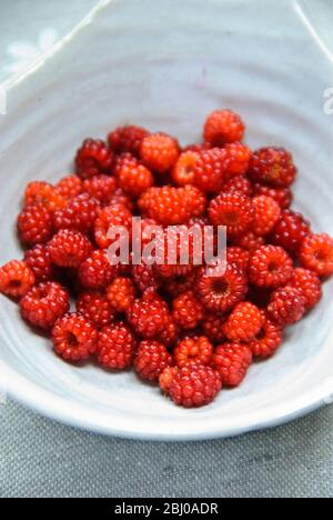 Wineberry japonais - (Rubus phénicolasius) dans un petit bol - Banque D'Images