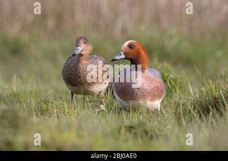 Paire de Widgeon eurasien mâle et femelle, Anas Penelope, se nourrissant sur UN marais salé. Prise à Stanpit Marsh UK Banque D'Images