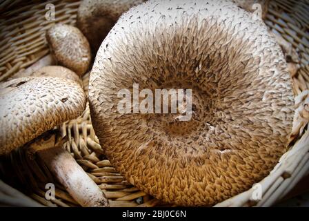 Agaricus augustus fraîchement récolté, également connu sous le nom de prince, un champignon du genre Agaricus dans un panier de vacilleux. - Banque D'Images