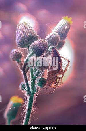 Spider & Dandelions Banque D'Images