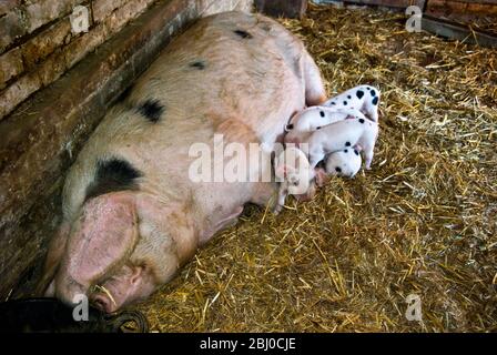 Betty The Gloucester Old Spot sow avec ses huit nouveaux porcelets, quatre jours et demi. Kent Royaume-Uni - Banque D'Images