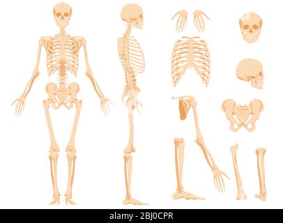 Le squelette anatomique complet d'une personne et d'os individuels Illustration de Vecteur