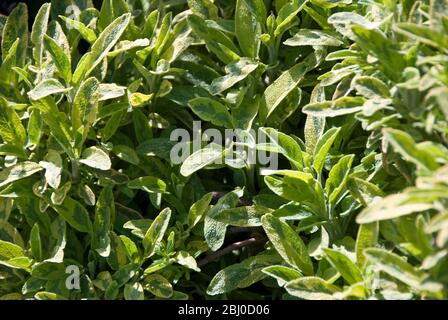 Gros plan de la plante de sauge variégée dans le jardin d'herbes - Banque D'Images