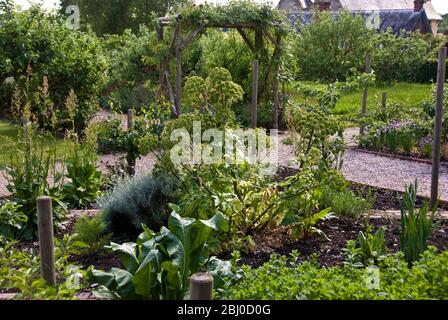 Grande usine angelica au centre du jardin d'herbes dans l'angle du vieux jardin de cuisine aux murs de campagne. Kent Royaume-Uni - Banque D'Images