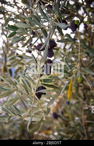 Olives mûrissement sur les arbres dans le sud de Chypre - Banque D'Images