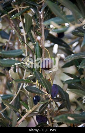 Olives mûrissement sur les arbres dans le sud de Chypre - Banque D'Images