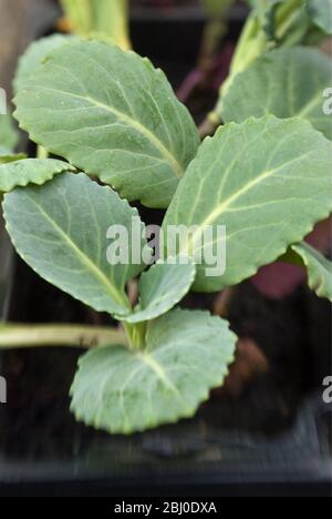 Semis mélangé de brassica dans du compost attendant d'être planté dans le complot de légumes. - Banque D'Images