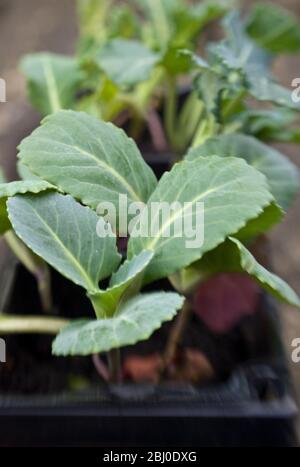 Semis mélangé de brassica dans du compost attendant d'être planté dans le complot de légumes. - Banque D'Images