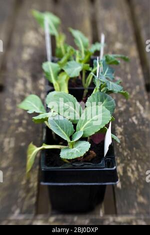 Semis mélangé de brassica dans du compost attendant d'être planté dans le complot de légumes. - Banque D'Images