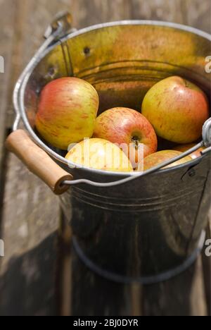 Petites pommes de pippins orange de cox dans un seau en étain sur la table de jardin - Banque D'Images