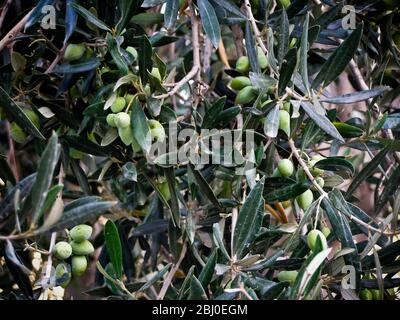 Olives mûrissement sur l'arbre dans le sud de Chypre - Banque D'Images