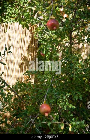 Grenades poussant dans les arbres dans le sud de Chypre - Banque D'Images