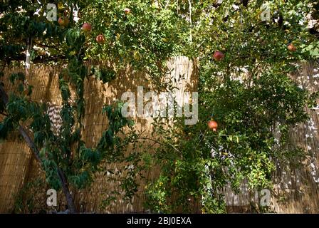 Grenades poussant dans les arbres dans le sud de Chypre - Banque D'Images