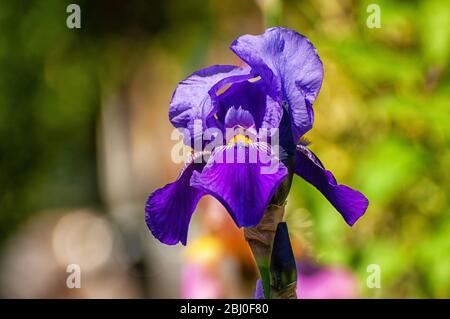 La fleur violette d'un lys Banque D'Images