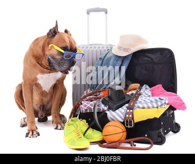 Magnifique Boxer Dog avec valises isolées sur blanc Banque D'Images