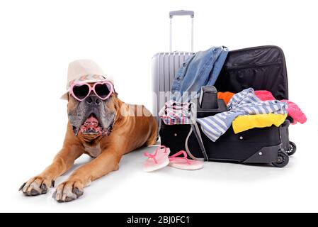 Magnifique Boxer Dog avec valises isolées sur blanc Banque D'Images