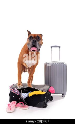 Magnifique Boxer Dog avec valises isolées sur blanc Banque D'Images