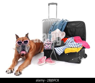 Magnifique Boxer Dog avec valises isolées sur blanc Banque D'Images