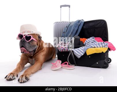 Magnifique Boxer Dog avec valises isolées sur blanc Banque D'Images